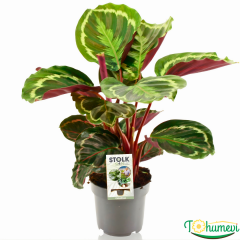 Calathea Medallion – Dua Çiçeği (14 cm Saksıda)
