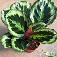 Calathea Medallion – Dua Çiçeği (14 cm Saksıda)