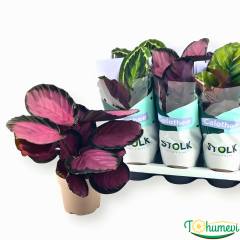 Calathea Picturata ‘Crimson’ – Katalya (14 cm Saksıda)