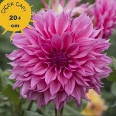 Kampanya 5 Adet Dev Dahlia Yıldız Çiçeği Kök - Dalya - Patates Çiçeği