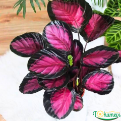 Calathea Picturata ‘Crimson’ – Katalya (14 cm Saksıda)