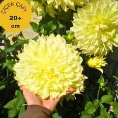 Kampanya 5 Adet Dev Dahlia Yıldız Çiçeği Kök - Dalya - Patates Çiçeği