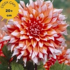 Kampanya 5 Adet Dev Dahlia Yıldız Çiçeği Kök - Dalya - Patates Çiçeği