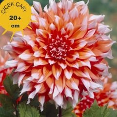 Kampanya 4 Adet Dev Dahlia Yıldız Çiçeği Kök - Dalya - Patates Çiçeği