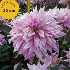 Kampanya 5 Adet Dev Dahlia Yıldız Çiçeği Kök - Dalya - Patates Çiçeği