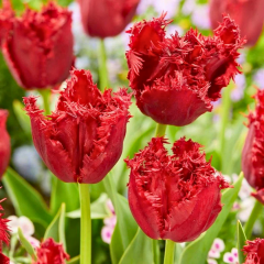Crystal Beauty Lale Soğanı - Tulipa