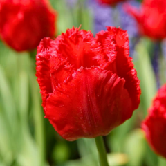 Crystal Beauty Lale Soğanı - Tulipa