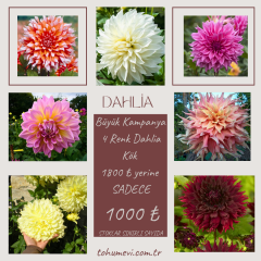Kampanya 4 Adet Dev Dahlia Yıldız Çiçeği Kök - Dalya - Patates Çiçeği