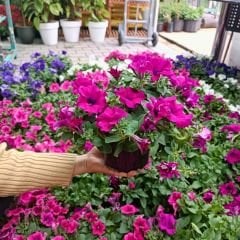 Fuşya Yediveren Petunya Saksıda - Patio fuchsia