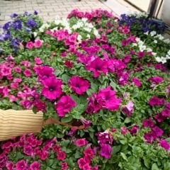 Fuşya Yediveren Petunya Saksıda - Patio fuchsia