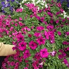 Fuşya Yediveren Petunya Saksıda - Patio fuchsia