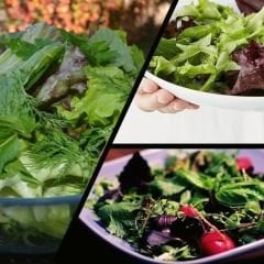 ﻿Maskolin Yeşillikleri Tohumu