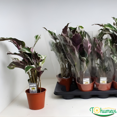 Calathea ‘Fusion White’ – Nadir Tür Dua Çiçeği (14 cm Saksıda İthal)