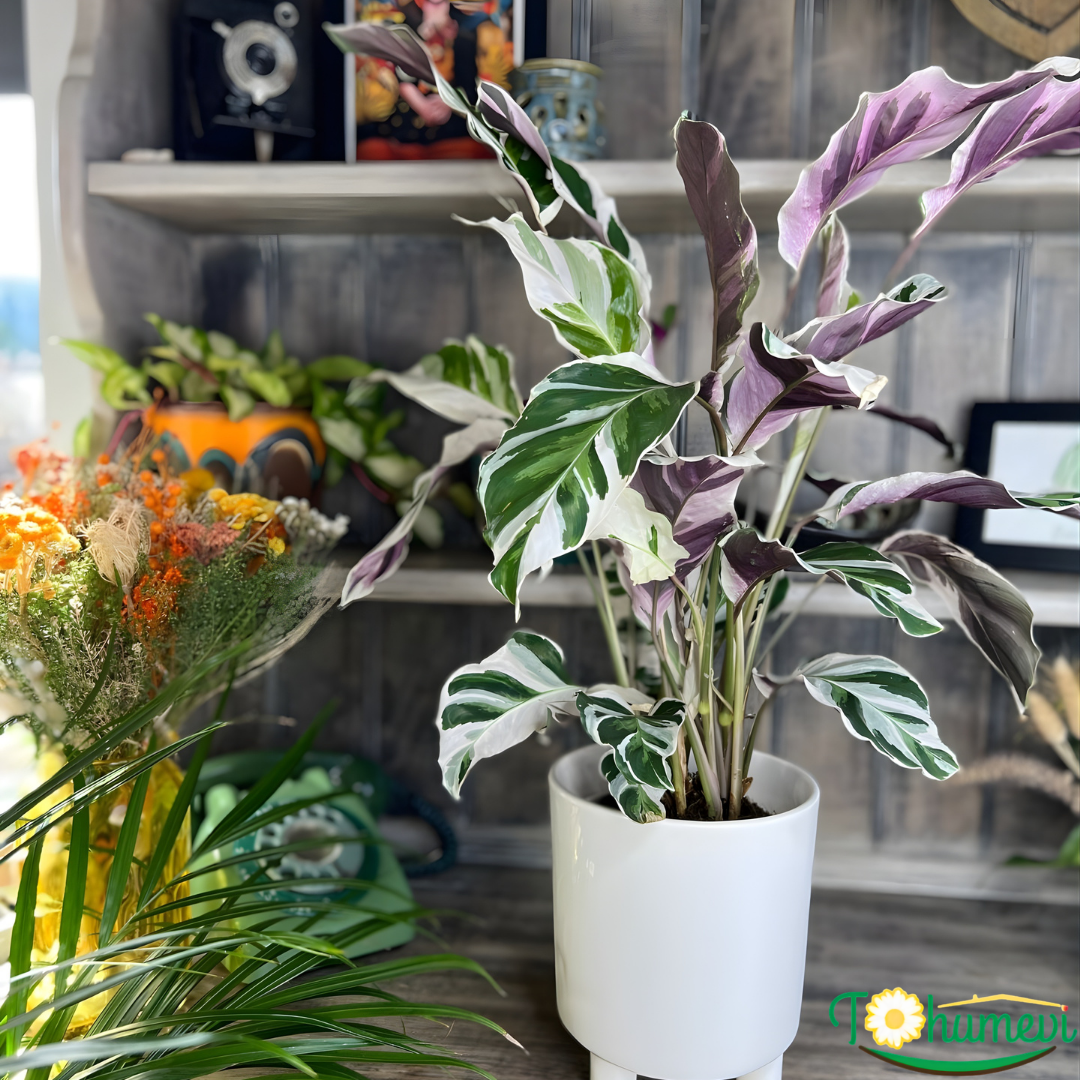 Calathea ‘Fusion White’ – Nadir Tür Dua Çiçeği (14 cm Saksıda İthal)