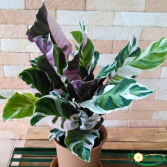 Calathea ‘Fusion White’ – Nadir Tür Dua Çiçeği (14 cm Saksıda İthal)