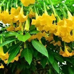 Melekler Borazanı Fidanı Sarı - Brugmansia