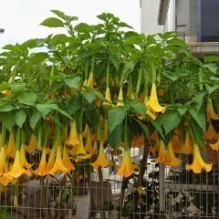 Melekler Borazanı Fidanı Sarı - Brugmansia