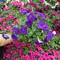 Mor Yediveren Petunya Askılı Saksıda - Patio purple