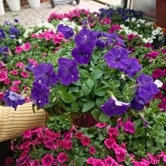 Mor Yediveren Petunya Askılı Saksıda - Patio purple