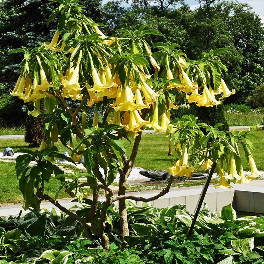 Melekler Borazanı Fidanı Sarı - Brugmansia