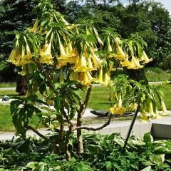 Melekler Borazanı Fidanı Sarı - Brugmansia