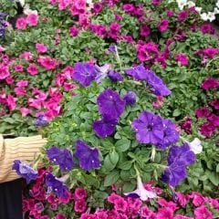 Mor Yediveren Petunya Askılı Saksıda - Patio purple