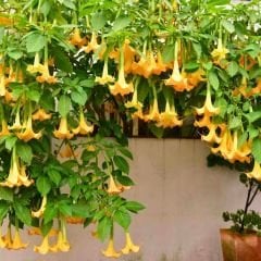 Melekler Borazanı Fidanı Sarı - Brugmansia