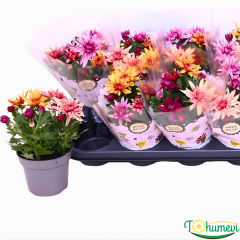 Krizantem – Chrysanthemum Ind. Artistic Jeff Mixed (12 cm Saksıda, İthal)