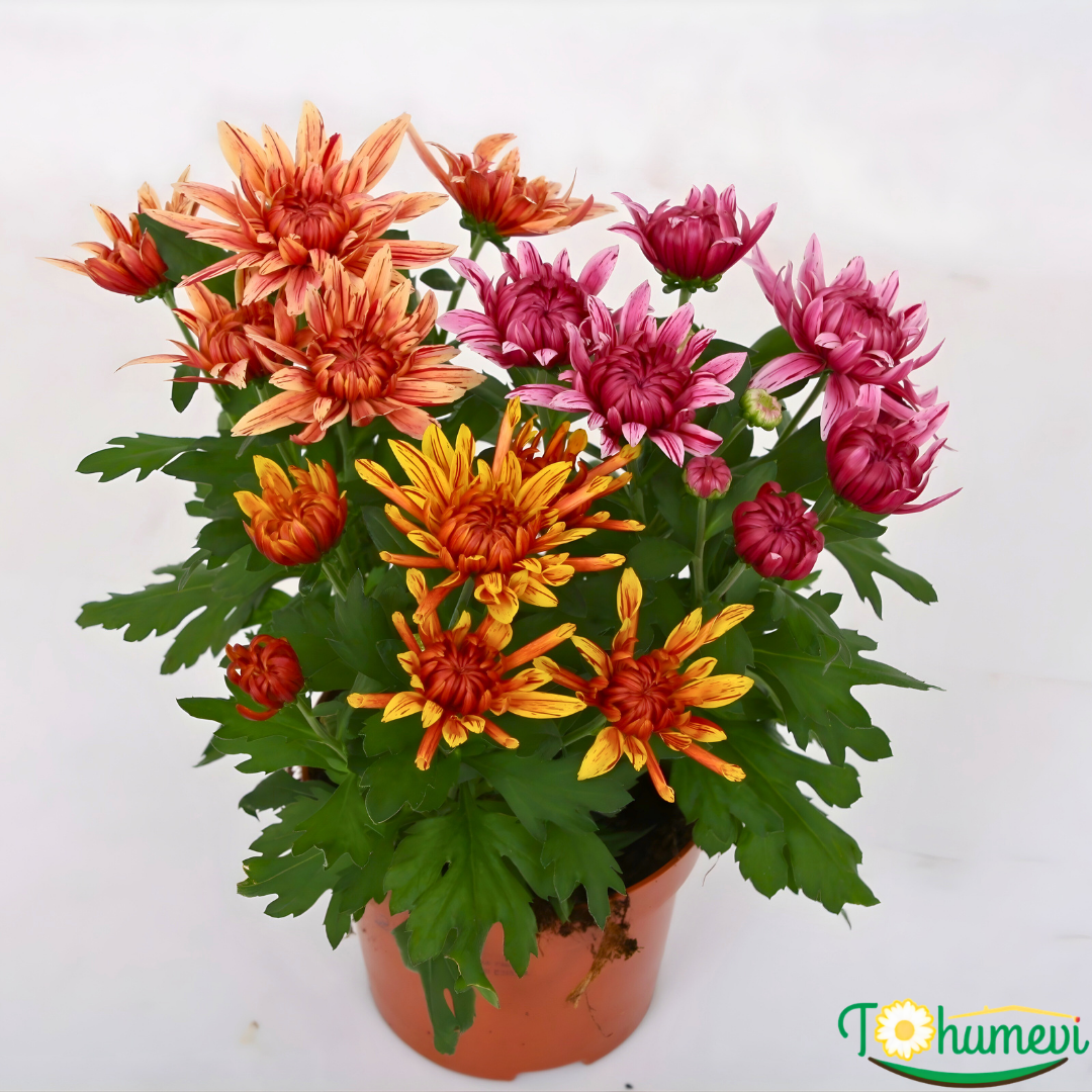 Krizantem – Chrysanthemum Ind. Artistic Jeff Mixed (12 cm Saksıda, İthal)