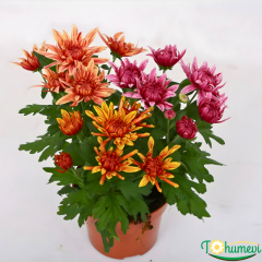 Krizantem – Chrysanthemum Ind. Artistic Jeff Mixed (12 cm Saksıda, İthal)