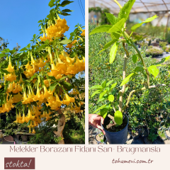 Melekler Borazanı Fidanı Sarı - Brugmansia