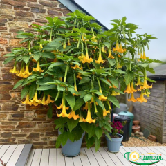 Melekler Borazanı Fidanı Sarı - Brugmansia