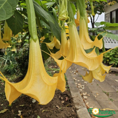 Melekler Borazanı Fidanı Sarı - Brugmansia