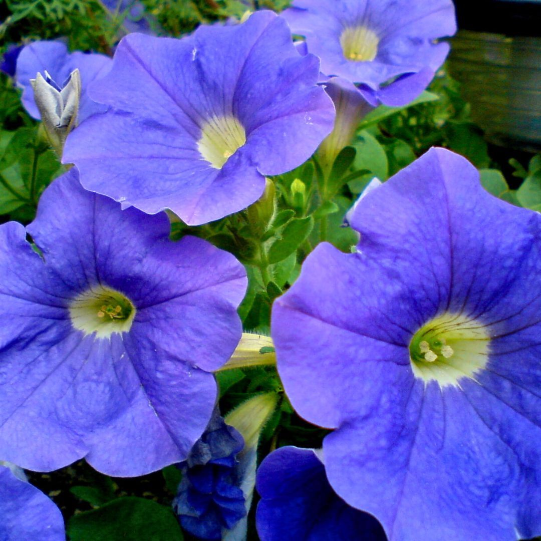 Mavi Yediveren Petunya Askılı Saksıda - Patio Blue