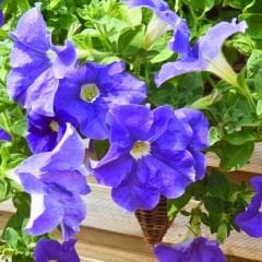 Mavi Yediveren Petunya Askılı Saksıda - Patio Blue
