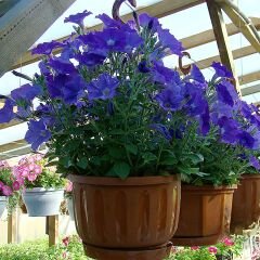 Mavi Yediveren Petunya Askılı Saksıda - Patio Blue