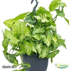 Melek kanadı Saksıda - Syngonium Podophyllum