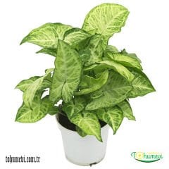 Melek kanadı Saksıda - Syngonium Podophyllum