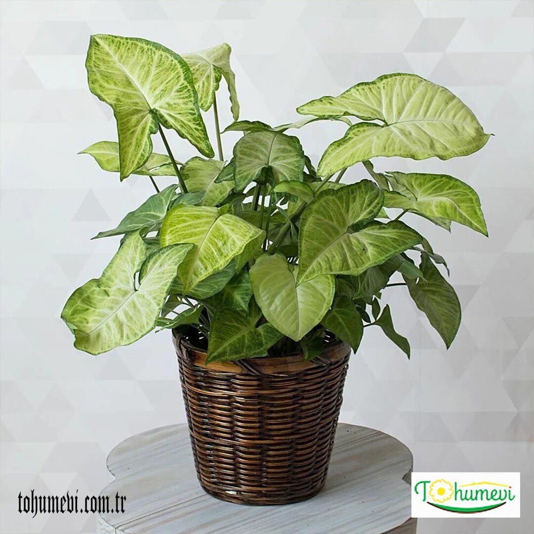 Melek kanadı Saksıda - Syngonium Podophyllum