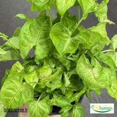 Melek kanadı Saksıda - Syngonium Podophyllum