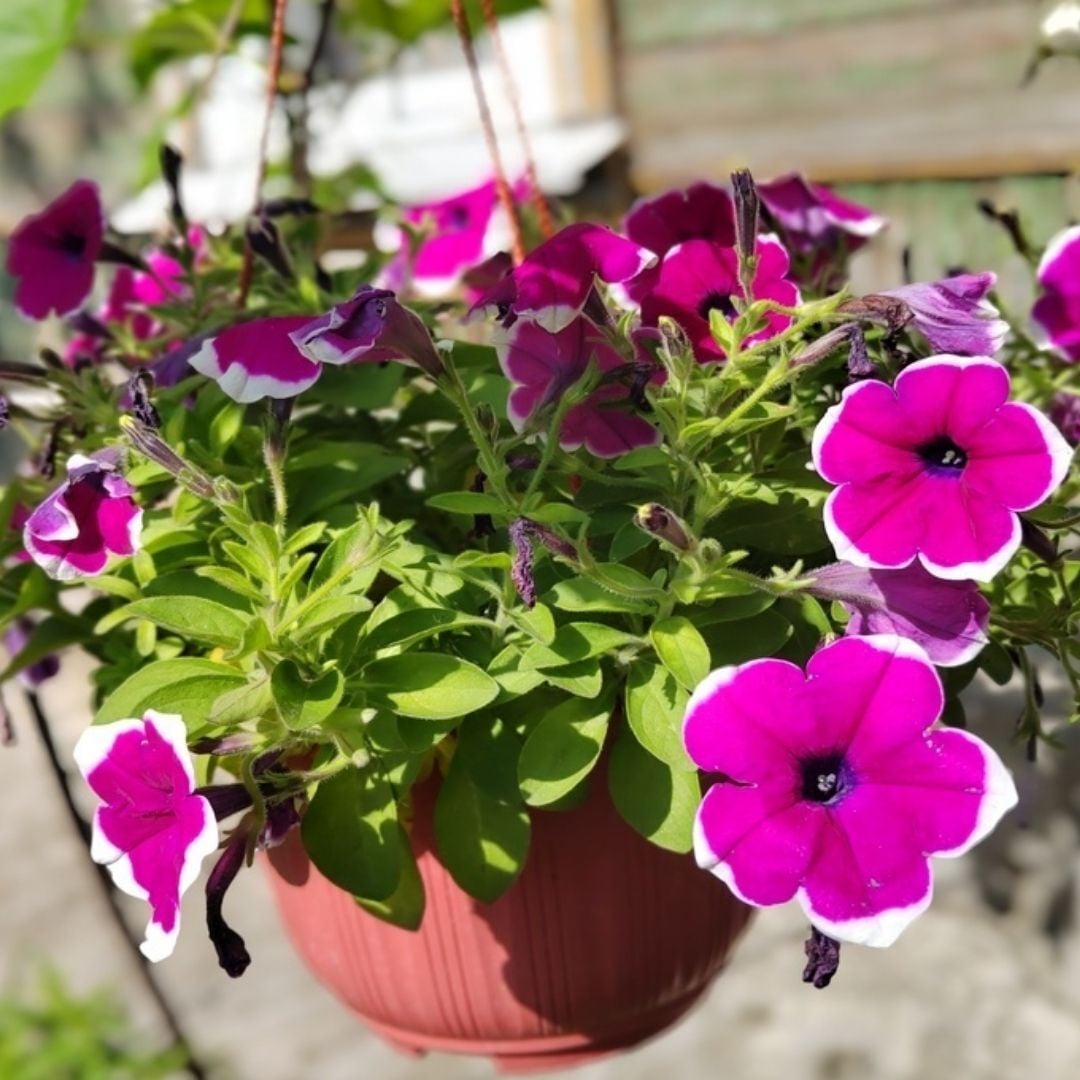 Pembe Ebruli Yediveren Petunya Askılı Saksıda - Patio Pink Marbled