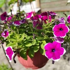 Pembe Ebruli Yediveren Petunya Askılı Saksıda - Patio Pink Marbled