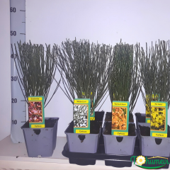 Cytisus (Praecox Grp) Overig Fidanı – Çoban Püskülü (13 cm Potta) ithal
