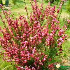 Cytisus (Praecox Grp) Overig Fidanı – Çoban Püskülü (13 cm Potta) ithal