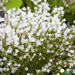 Cytisus (Praecox Grp) Overig Fidanı – Çoban Püskülü (13 cm Potta) ithal