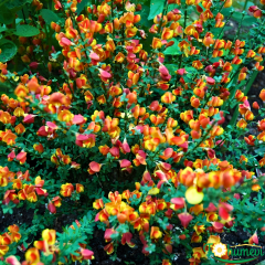 Cytisus (Praecox Grp) Overig Fidanı – Çoban Püskülü (13 cm Potta) ithal