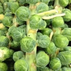 Bürüksel Lahanası Tohumu – Brassica Oleracea Gemmifera