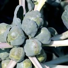 Bürüksel Lahanası Tohumu – Brassica Oleracea Gemmifera
