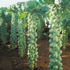 Bürüksel Lahanası Tohumu – Brassica Oleracea Gemmifera