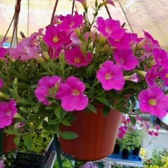 Pembe Yediveren Petunya Askılı Saksıda - Patio Pink Spotted